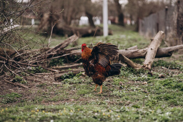 rooster in the village on green grass