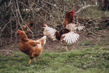 rooster with chickens on green grass