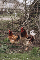rooster with chickens on green grass