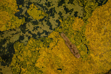 Magnifique mélange de couleurs abstraites créés par la végétation à la surface de l'eau au dessus des claires ostréicoles de l'estuaire de La Seudre en Charente Maritime.