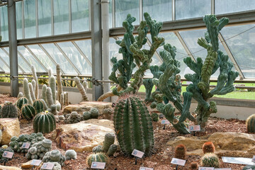 Various types of Cactus in the glass house