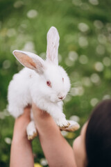 white fluffy rabbit on green grass