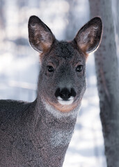 young roe deer in winter park, close-up