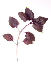 Branch of red rubin basil from above. Stem with fresh leaves of Ocimum basilicum Purpurascens, a variation of sweet basil, with reddish-purple leaves and strong flavour, used for garnishes and salads.