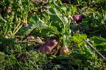 A close up of crops growing in the South Downs in Sussex on a sunny winter's day
