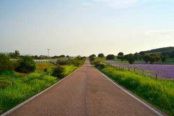 Naklejka premium road to infinity surrounded by flowers in spring and with blue sky