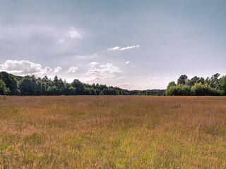 die drover heide bei kreuzau im sommer