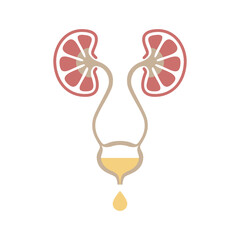 Urinary system graphic icon. Human organs: kidneys, ureters and bladder sign. Urological symbol isolated on white background. Vector illustration