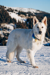 White dog stands on the snow among mountains and forest