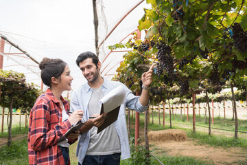 Commercial Grape Vineyard Farming. Male and female farmer worker or winemaker inspecting quality of freshly Black Grapes during harvest season in commercial vineyard