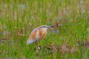 big water bird on grass, Squacco Heron, Ardeola ralloides