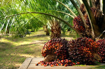 Naklejka na ściany i meble Oil Palm fruits with palm plantation background.