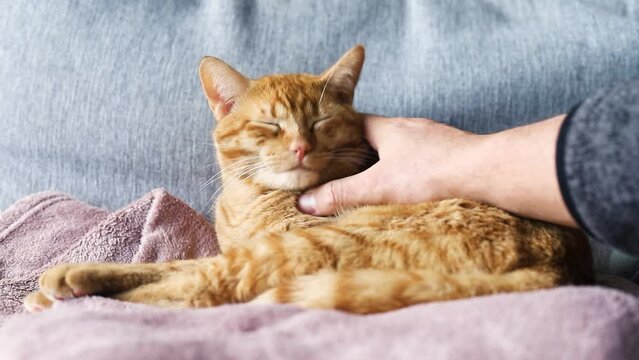 Horizontal video of sleeping orange cat being stroked by an unrecognizable person's hand.