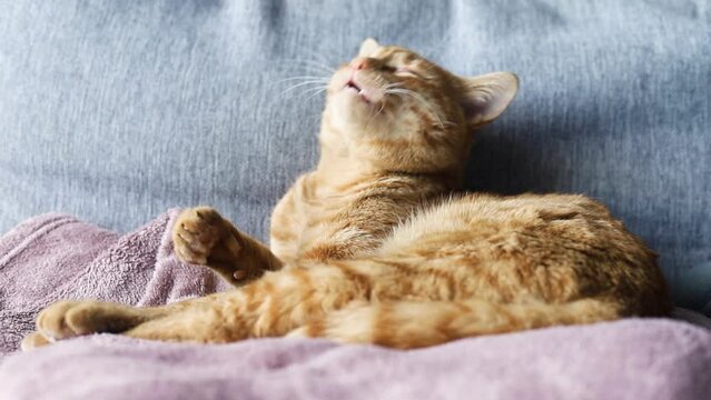 Horizontal video of orange cat yawning and then wiping its face with paw