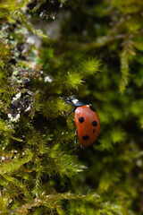 Coccinella septempunctata - Seven-spot Ladybird - Coccinelle à 7 points
