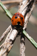 Coccinella septempunctata - Seven-spot Ladybird - Coccinelle à 7 points