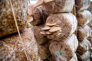 Cultivated oyster mushrooms in greenhouse