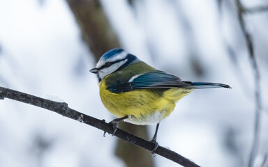 Fototapeta premium european blue titmouse sitting on the branch