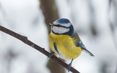 blue tit sits on a winter branch