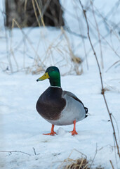 mallard duck walks in the snow near the lake