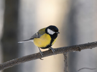 great tit sitting on a branch, parus major