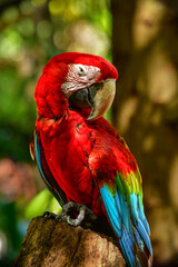 red and yellow macaw © gloud