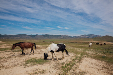 horses graze in a clearing in nature travel hiking animals