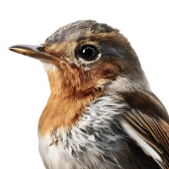 Detailed bird portrait captures the essence of a robin and its redbreast. Generative AI.