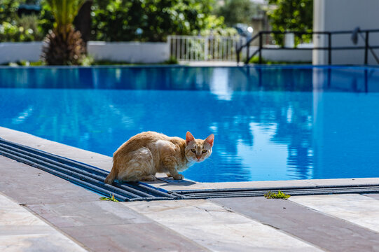 Cat over swimming pool in Moraitika seaside town on Corfu Island, Greece