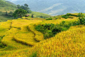 Admire the beautiful terraced fields in Y Ty commune, Bat Xat district, Lao Cai province northwest...
