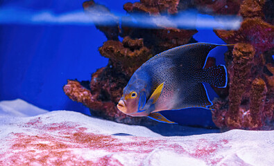 Underwater shot of fish Pomacanthus semicirculatus