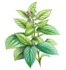 Peppermint plant over white background. Generative AI detailed watercolour illustration