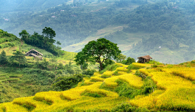 Admire the beautiful terraced fields in Y Ty commune, Bat Xat district, Lao Cai province northwest Vietnam on the day of ripe rice harvest.  