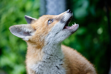Urban fox cubs playing and exploring