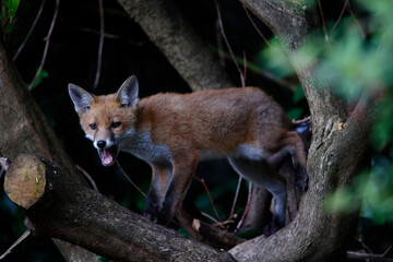 Urban fox cubs playing and exploring
