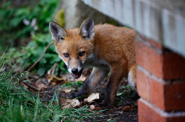 Urban fox cubs playing and exploring