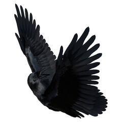 3D Rendering Black Crow on White