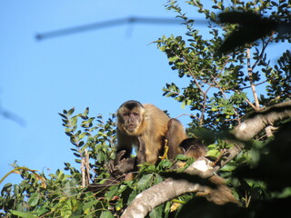 brazillian monkey sitting on a tree