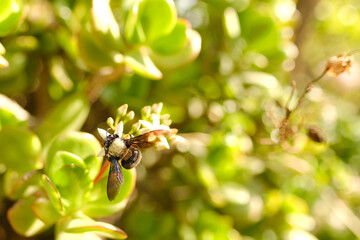large single insect with black wings Bumblebee carpenter purple, Xylocopa violacea, Apidae collects...