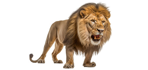 Roaring lion on a transparent background. PNG. Post-processed generative ai