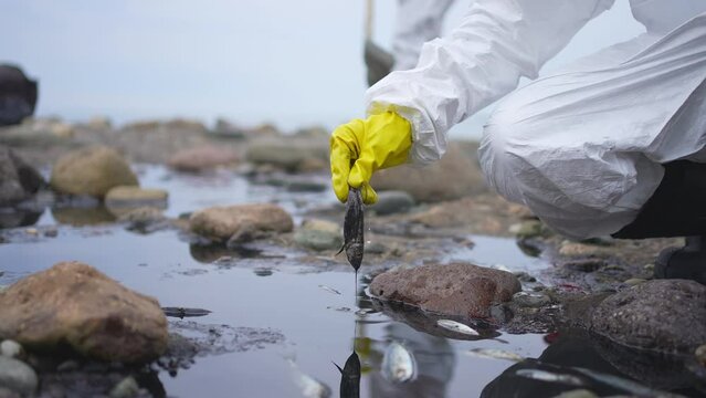 dead fish in the hands of a volunteer scientist the consequences of an oil spill tanker crash
