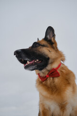 German Shepherd wears red bow tie around neck. Pet concept looks stylishly like human. Dog in gentlemans suit against gray overcast sky. Portrait in profile close up.