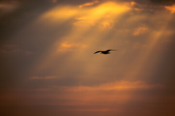 Plakat vogel vor wolken im sonnenuntergang am meer