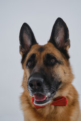 Pet concept looks stylishly like human. Portrait on wide angle lens with distortions of proportions of muzzle close up. German Shepherd wears red bow. Happy dog in gentlemans suit against gray sky.