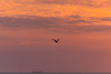 Fototapeta na wymiar vogel vor wolken im sonnenuntergang am meer