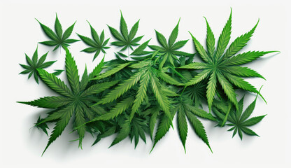 Cannabis leaves isolated on white background. Generative AI