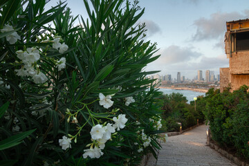 Tel Aviv-Yafo view from the garden. Sidewalk tile and flowers