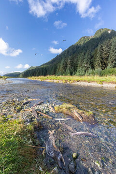 Adult pink salmon (Oncorhynchus gorbuscha), spawning in Port Althorp, Chichagof, Southeast Alaska