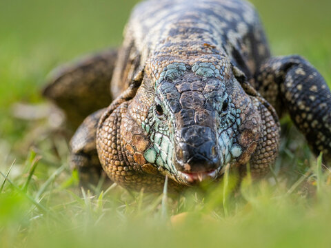 An adult Argentine black and white tegu (Salvator merianae), Iguazu Falls, UNESCO World Heritage Site, Misiones Province, Argentina