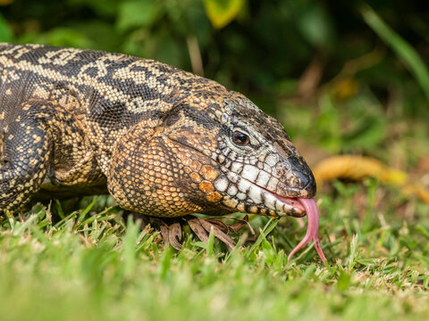 An adult Argentine black and white tegu (Salvator merianae), Iguazu Falls, UNESCO World Heritage Site, Misiones Province, Argentina